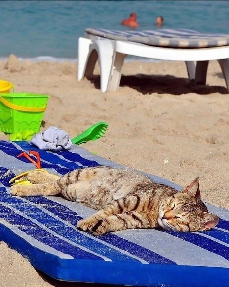 Кошка загорает на пляже
