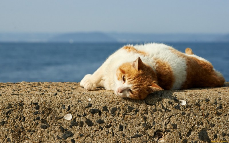 Кошка на море