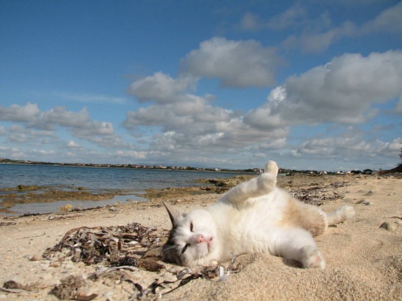 Кот на берегу моря