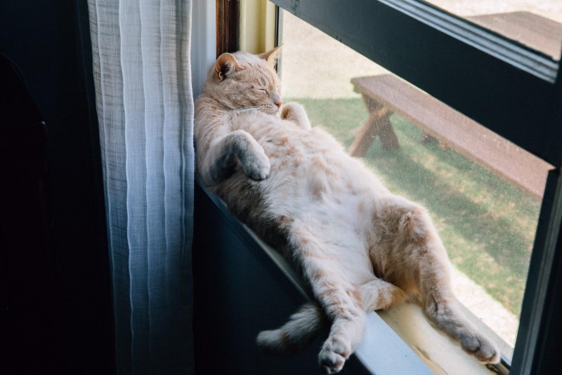 Кот наглец