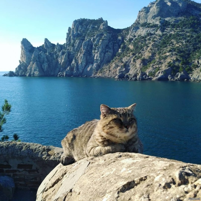 Кот отдыхает