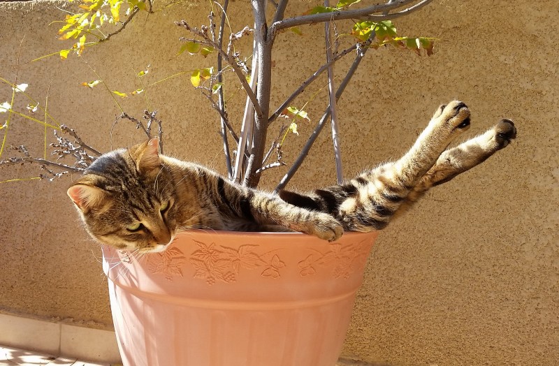 Котик отдыхает картинки