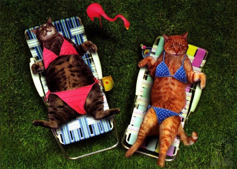 Коты в отпуске