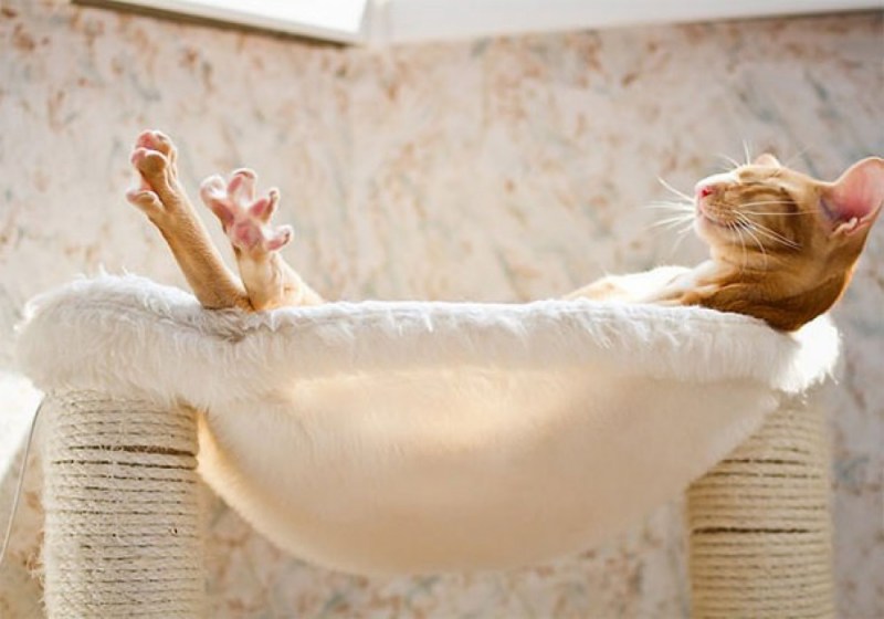 Кот релаксирует