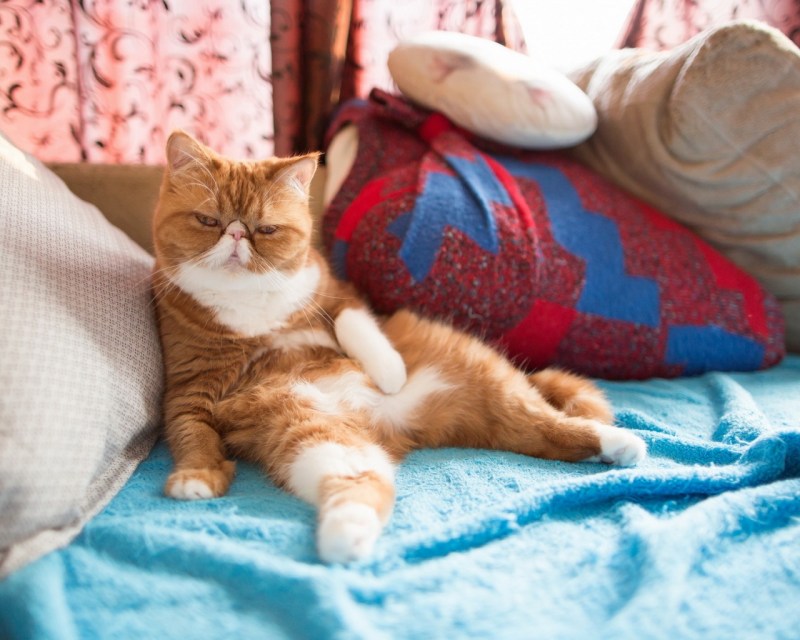 Кот на диване
