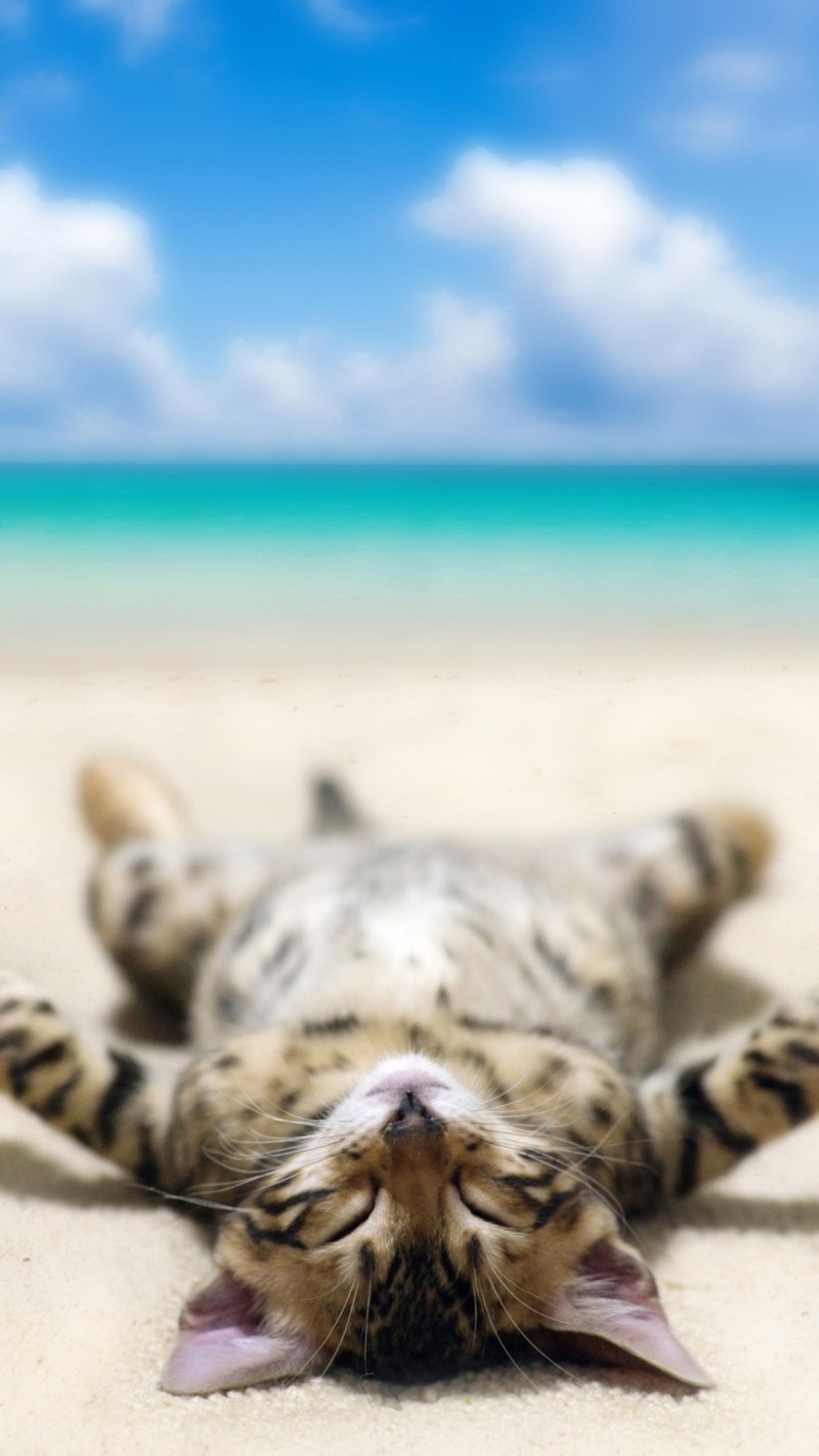 Кот отдыхает на море