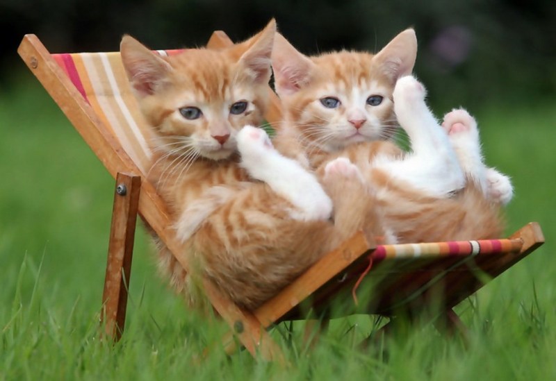 Веселящиеся котята