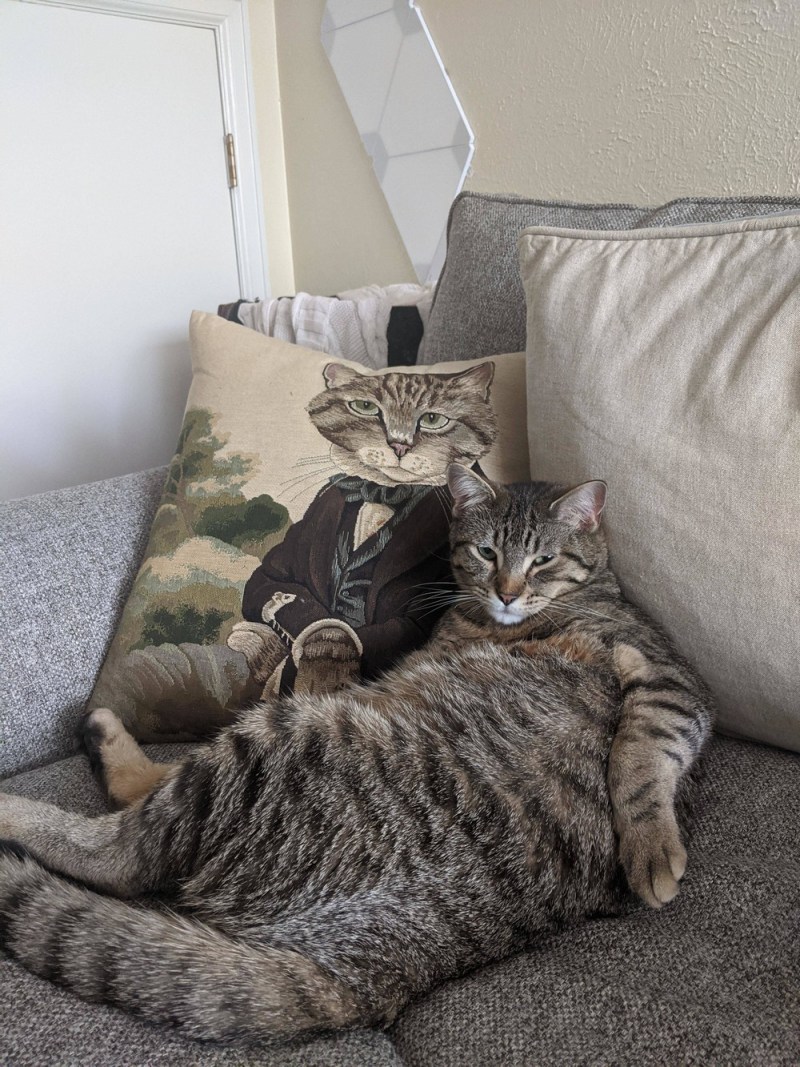 Котик отдыхает дома