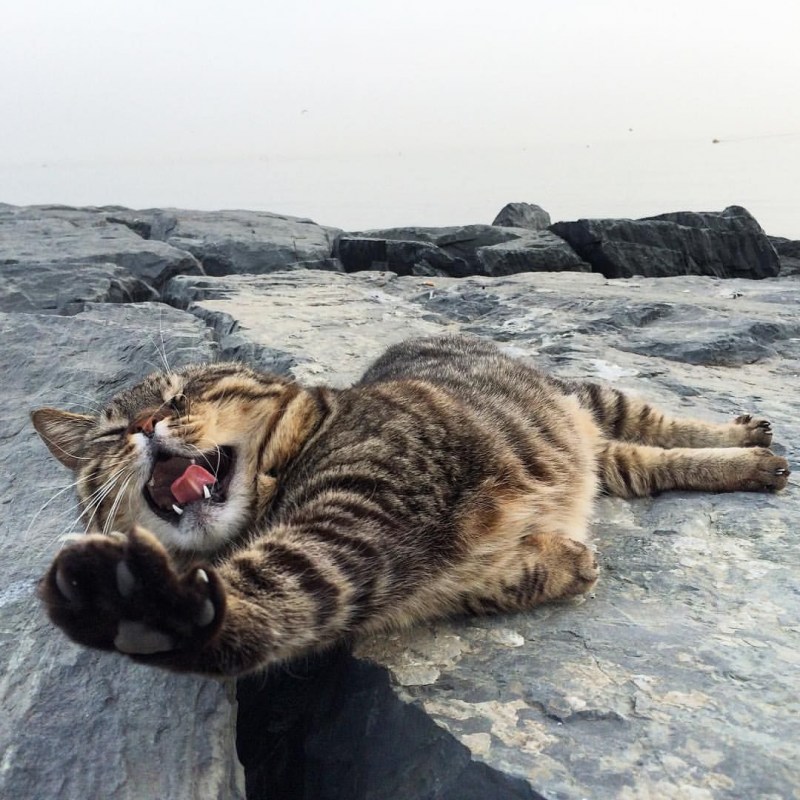 Кот отдыхает