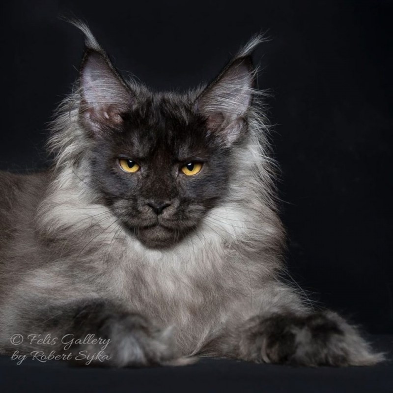 Robert Sijka Maine Coon