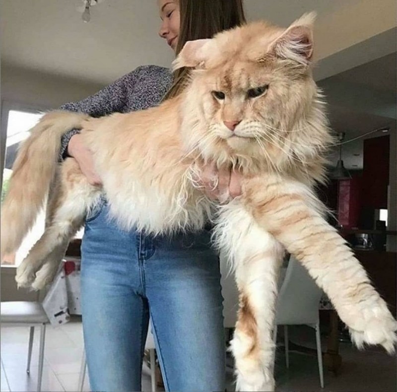 Гигантский кот Мейн кун