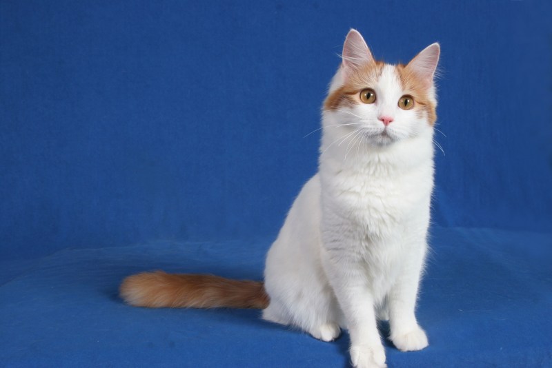 Турецкая Ванская кошка