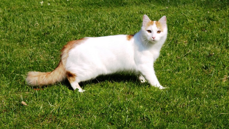 Турецкая Ванская кошка