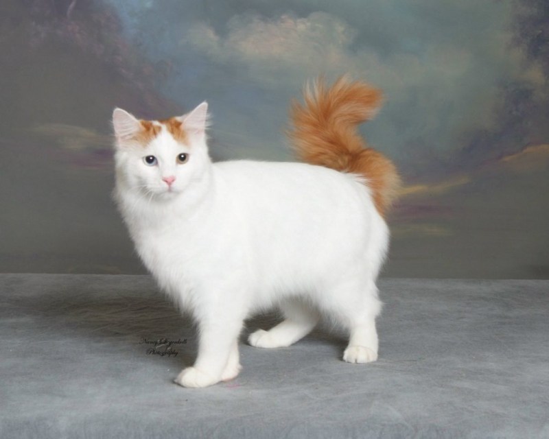 Турецкая ангора кошка