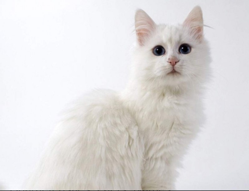Турецкая ангора кошка
