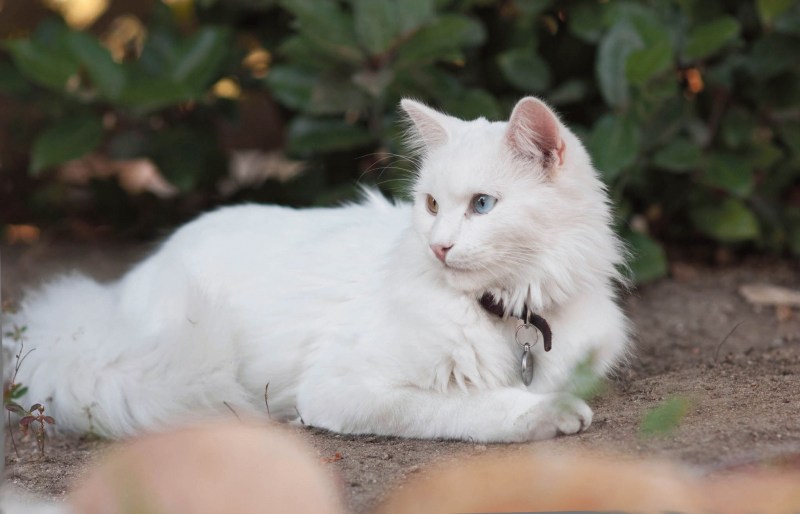 Турецкая ангора кот