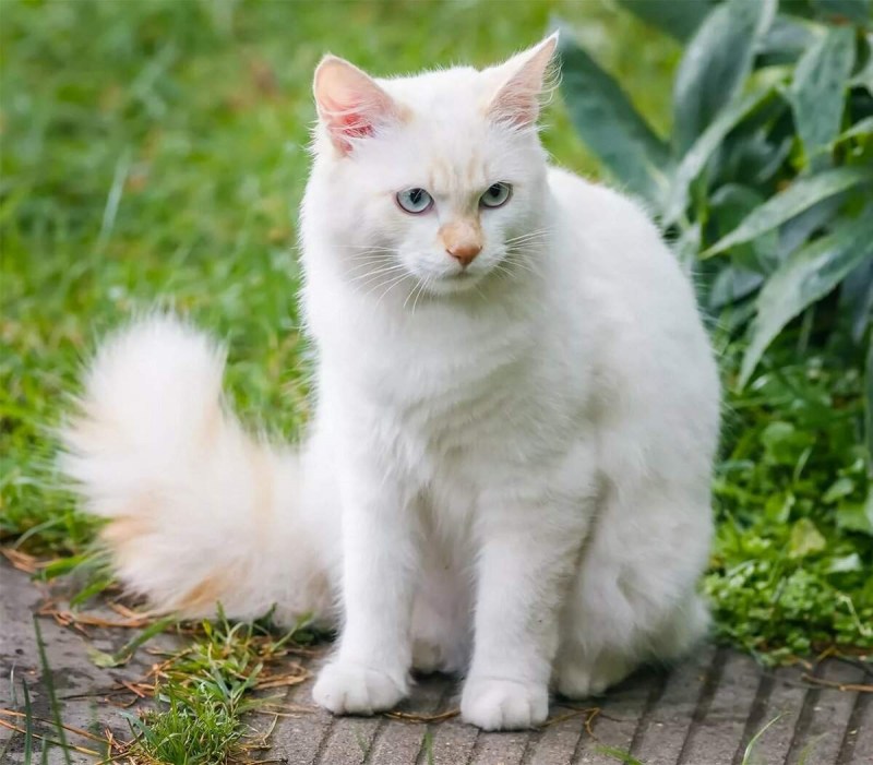Турецкая ангорская кошка