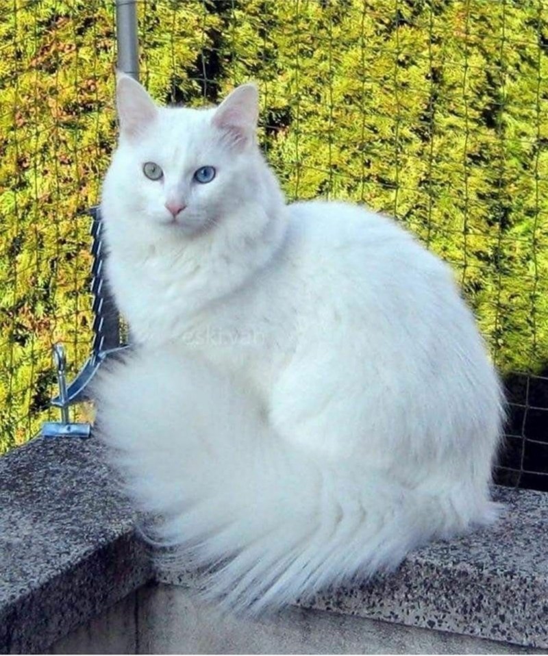 Турецкая ангора