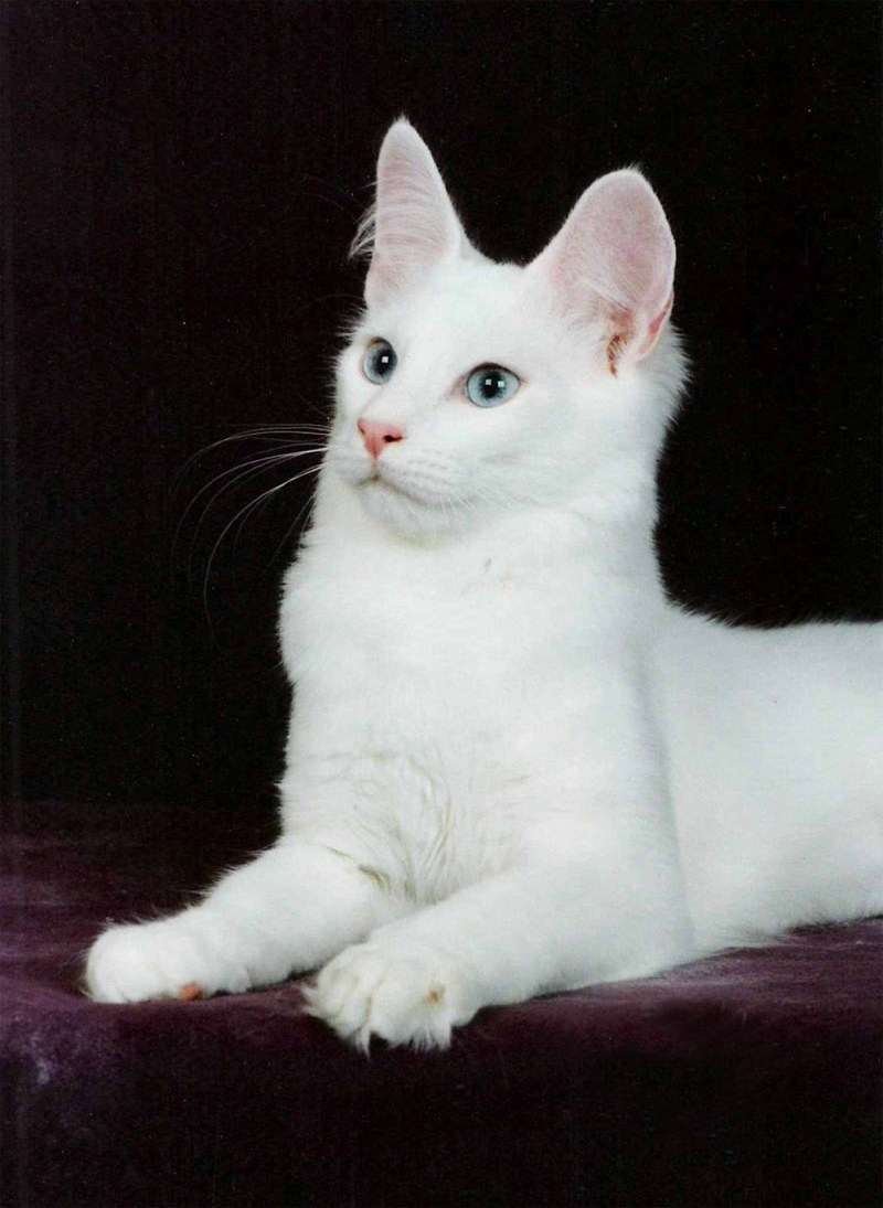 Турецкая ангорская белая кошка