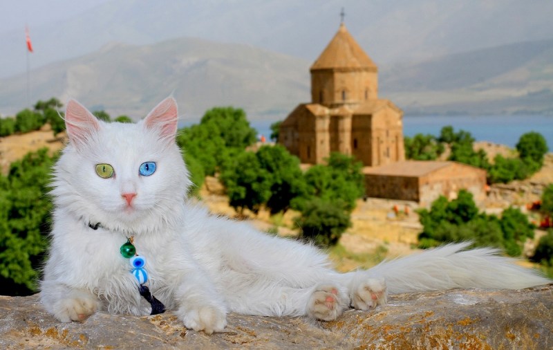 Турецкая ангорская кошка