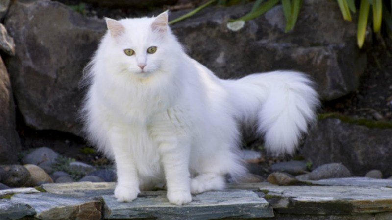 Турецкая ангорская кошка