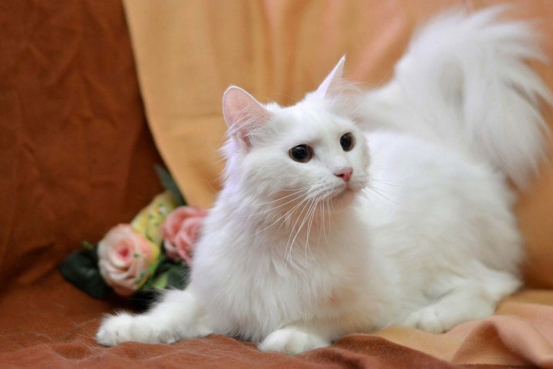 Турецкая ангора кошка