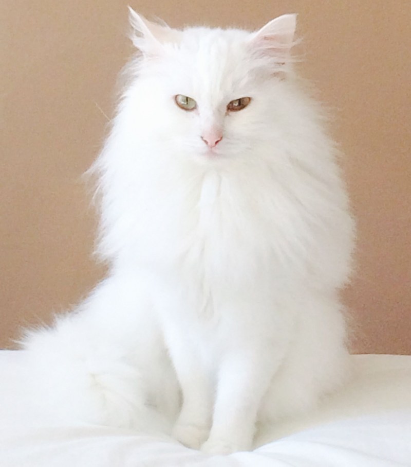 Турецкая Ванская кошка