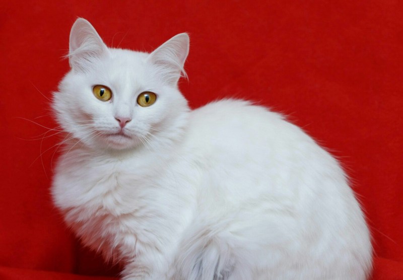 Кот породы турецкий Ван