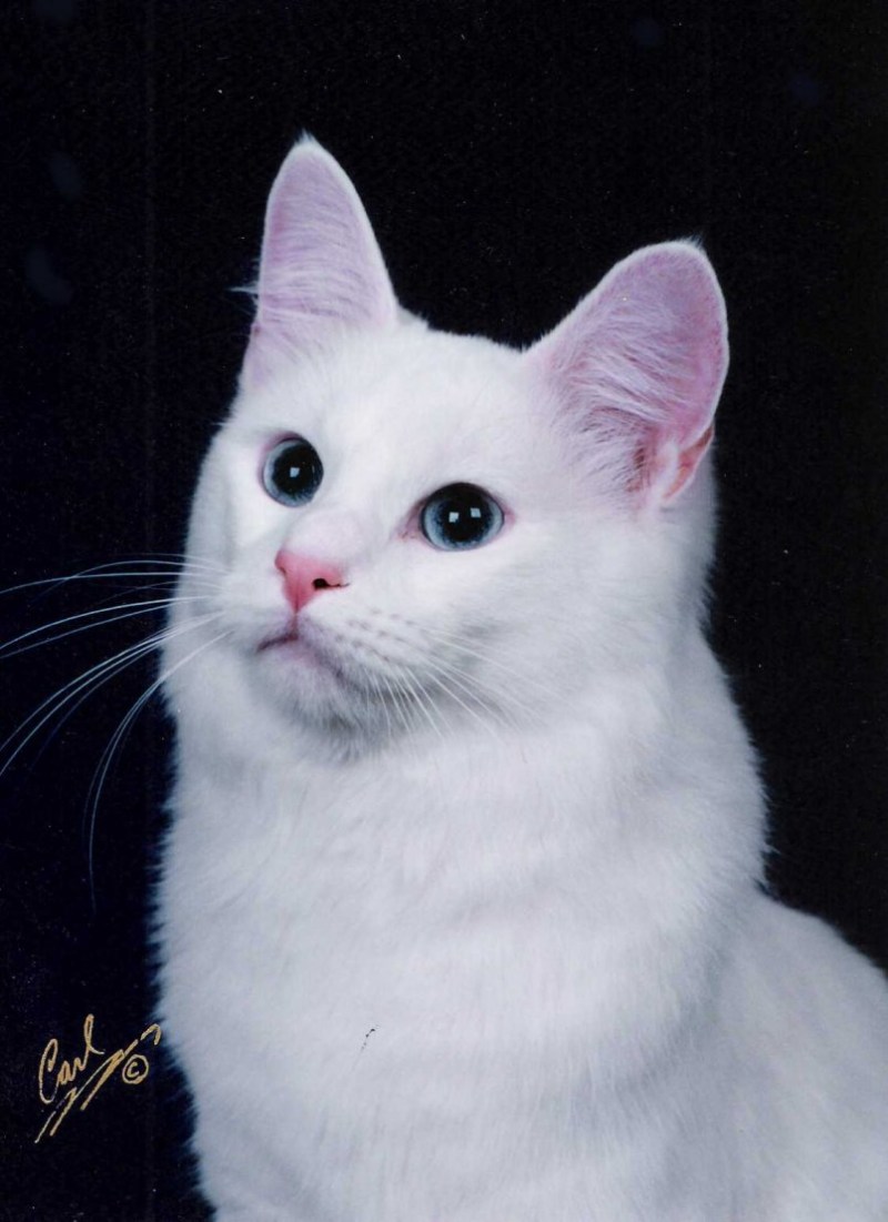 Турецкая ангорская кошка