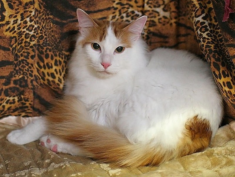 Турецкая короткошерстная кошка