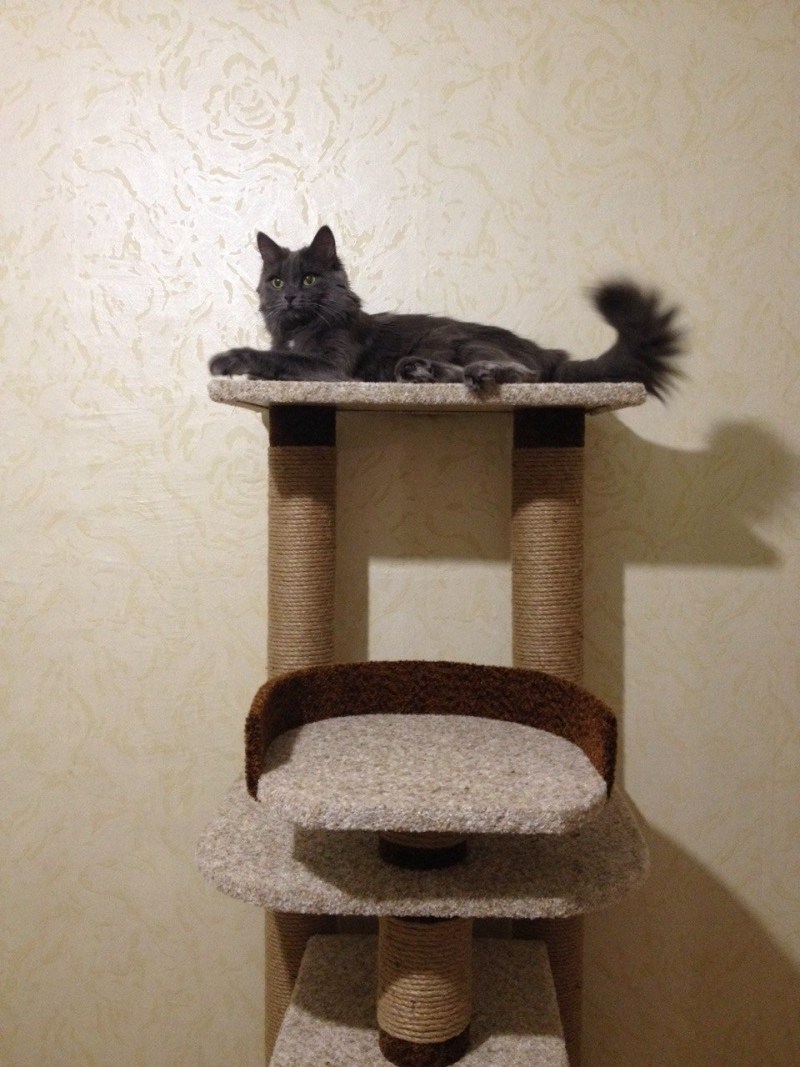 Кошачий комплекс для Мейн куна