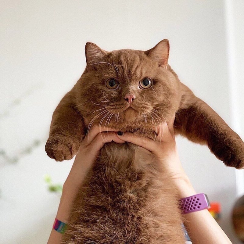 Котенок британец циннамон