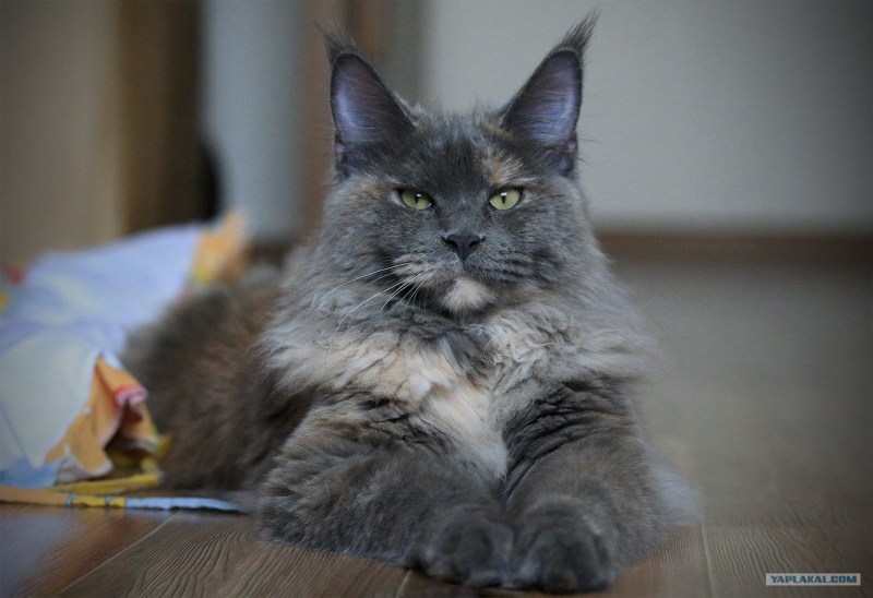 Котята Мейн кун окрас черный дым