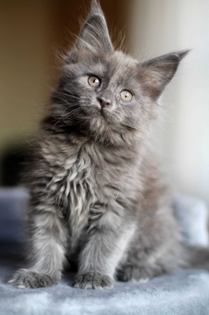 Кот Мейн кун дымчатый
