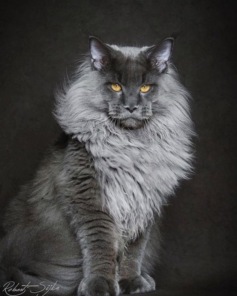 Мейн кун котенок дымчатый