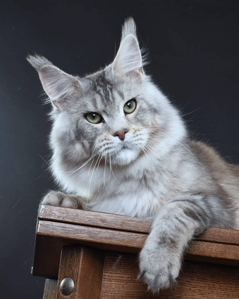 Кот Мейн кун черный