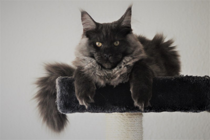Кот Мейн кун серый