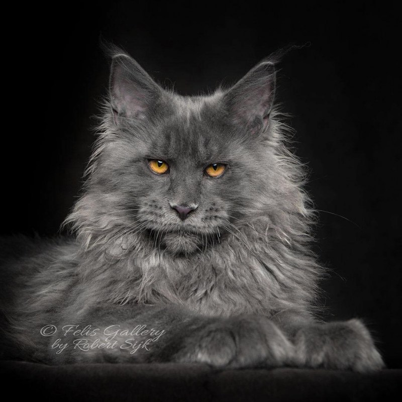 Кошка Мейн кун серая