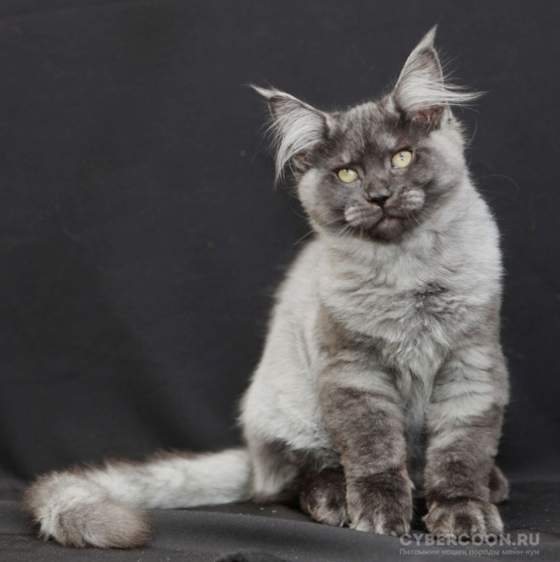 Серый котенок Мейн куна