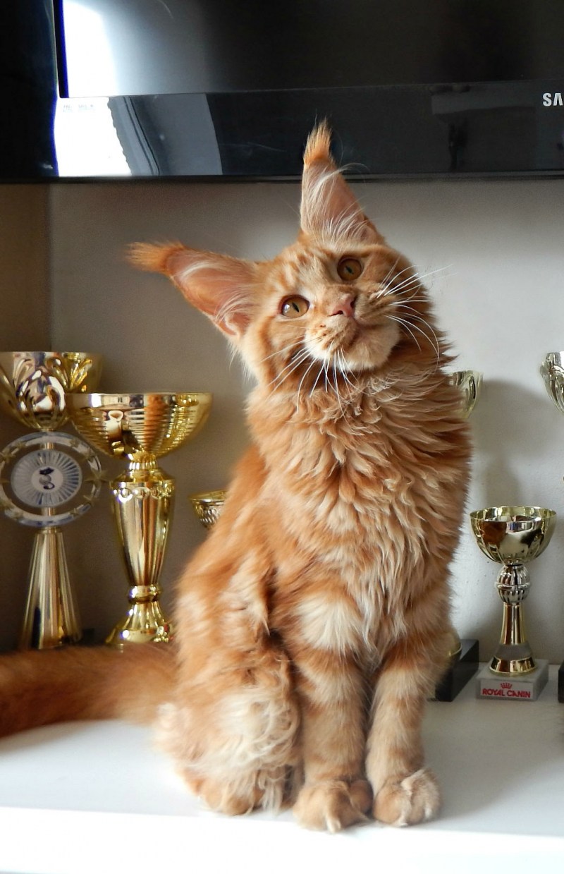Котики породистые Мейн кун