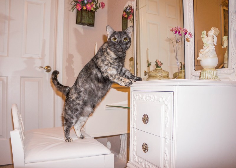 Мебель с котиками
