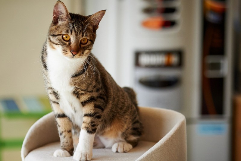 Сидячий кот