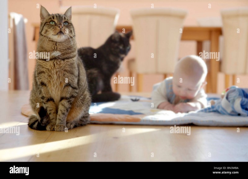 Котенок в квартире