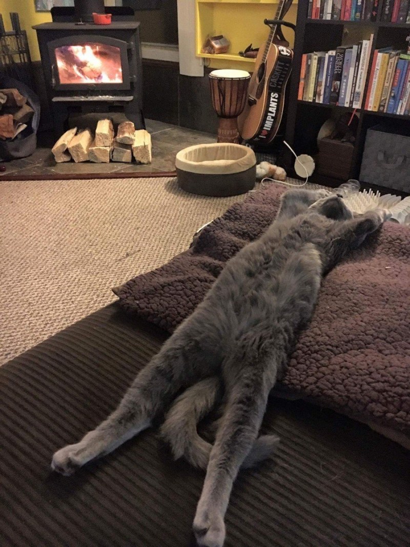 Кошка спит в домике