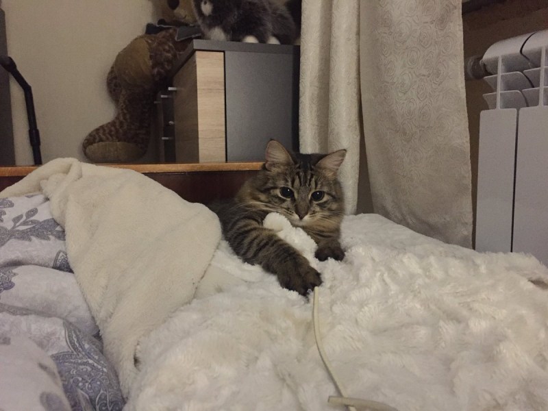 Спальня для кошки