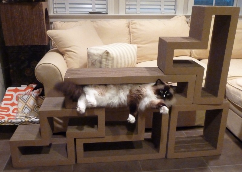 Кот в квартире