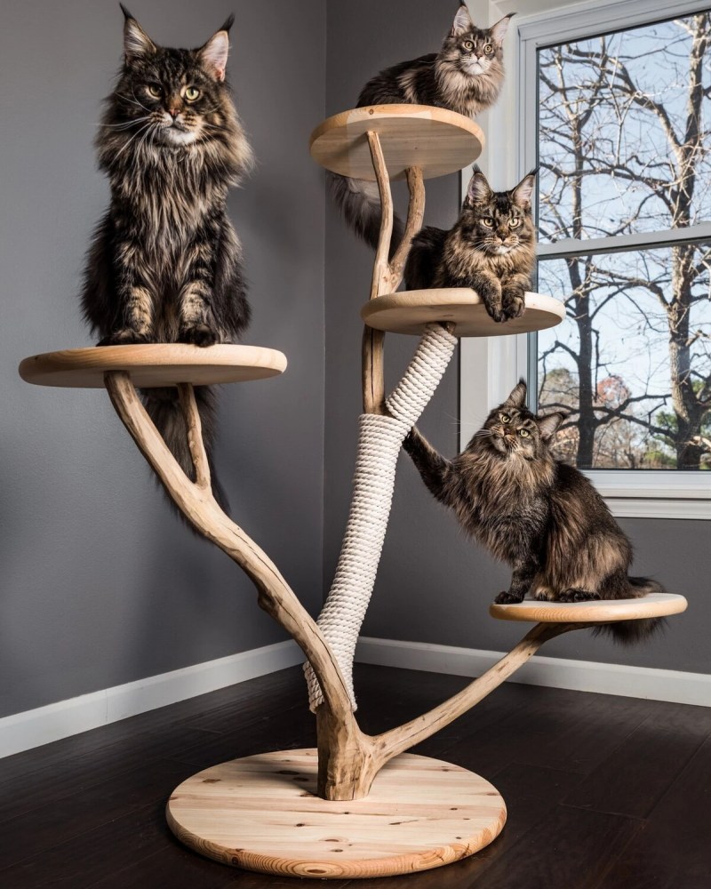Кошка в интерьере