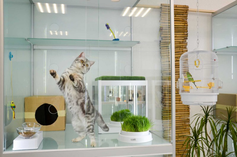 Scandi Cat гостиница для кошек