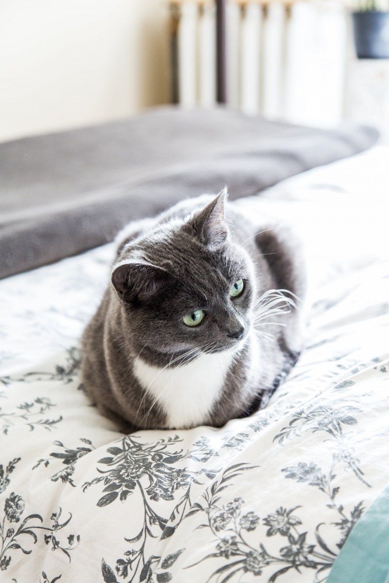 Хороший котик