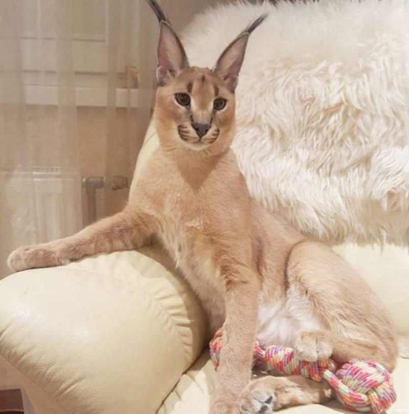 Каракал домашний